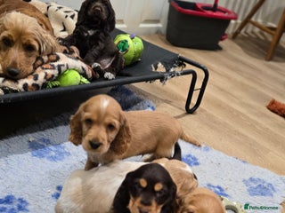 Cocker Spaniel dogs Show Type KC Reg Health Tested Cocker Spaniels - Advert 11