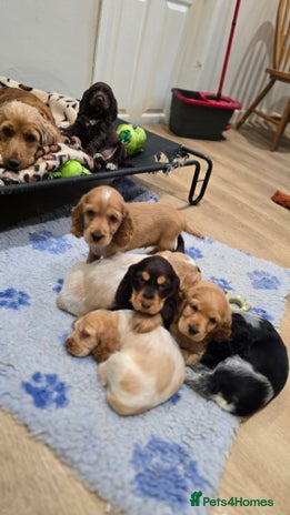 Cocker Spaniel dogs Show Type KC Reg Health Tested Cocker Spaniels - Advert 4