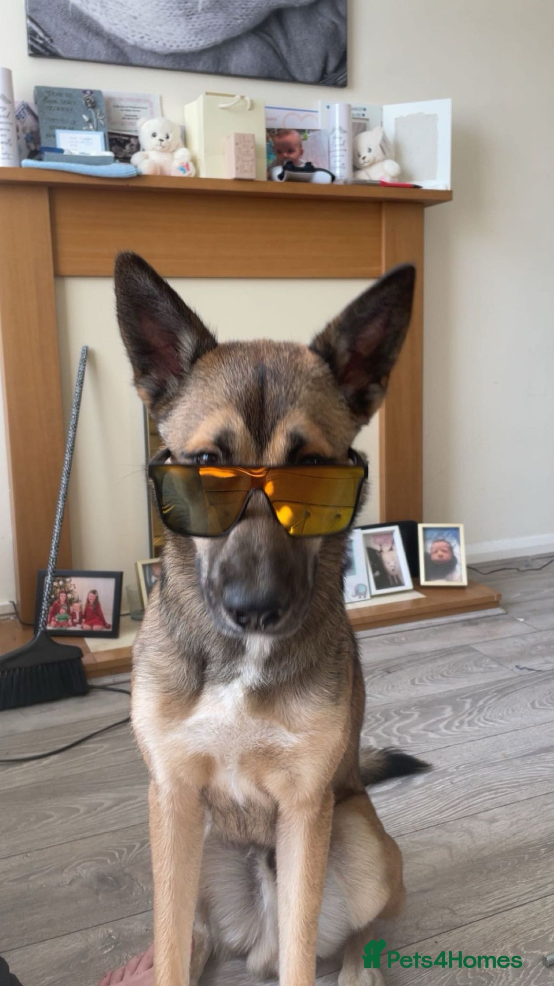 Mixed Breed dogs for sale: Ghost  - Image 6