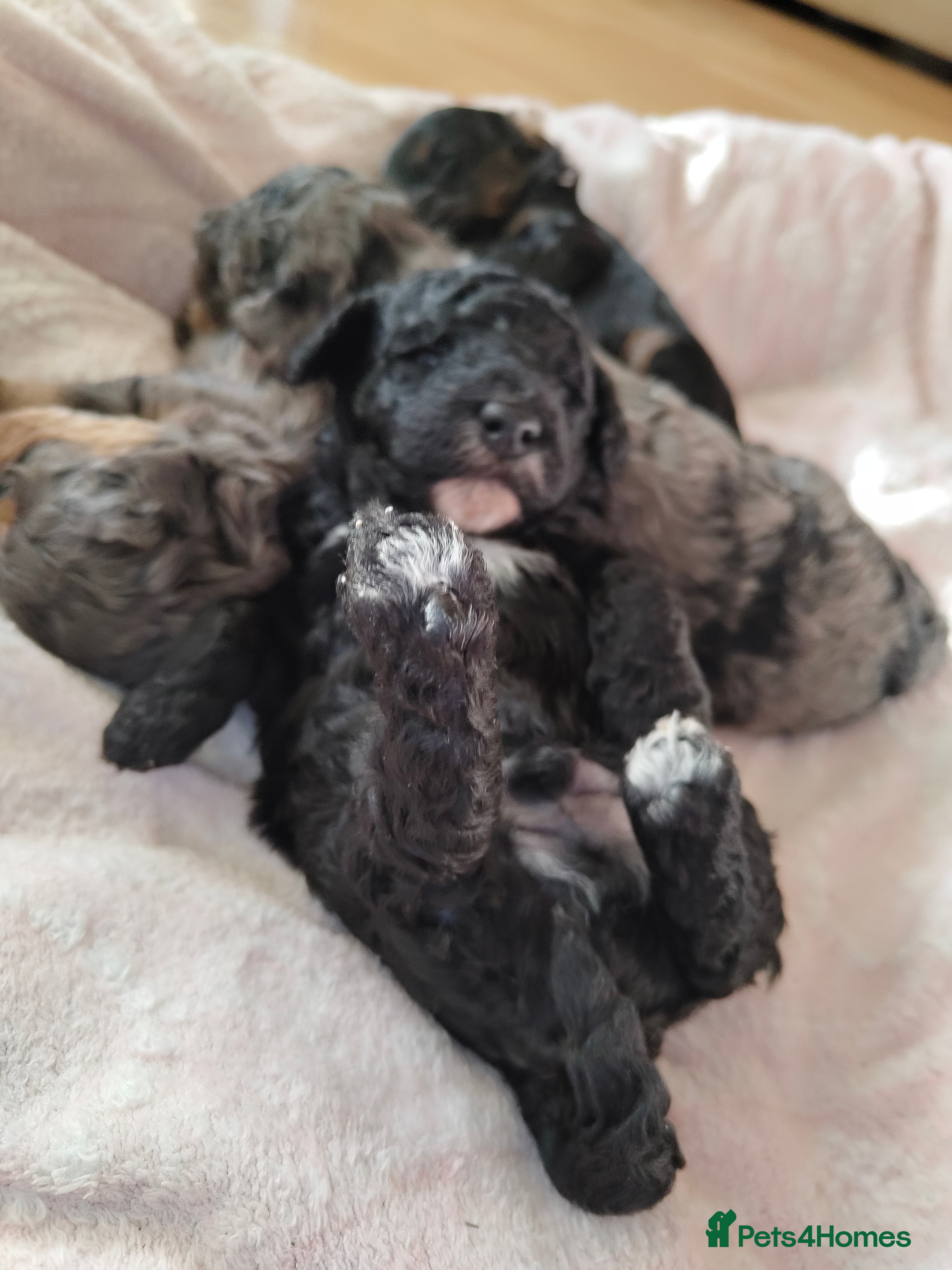 Cockapoo dogs Beautiful F1b toy cockapoos only 2 left - Advert 2