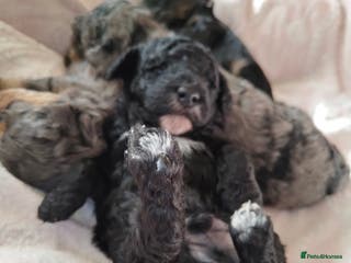 Cockapoo dogs Beautiful F1b toy cockapoos only 2 left - Advert 2