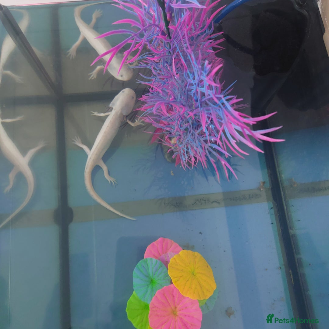 Other/Mixed Breed fish for sale: Axolloti - Advert 2