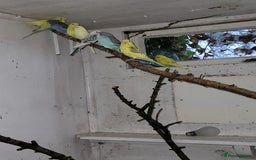 Budgerigars birds for sale: Budgies  - Image 2