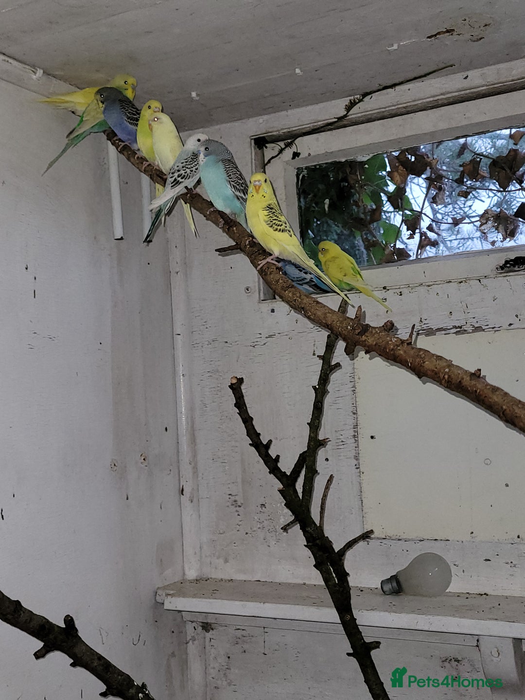 Budgerigars birds for sale: Budgies  - Image 2