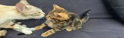 Bengal cats for sale: Beautiful Marble Bengal kitten boy ready now - Advert 12