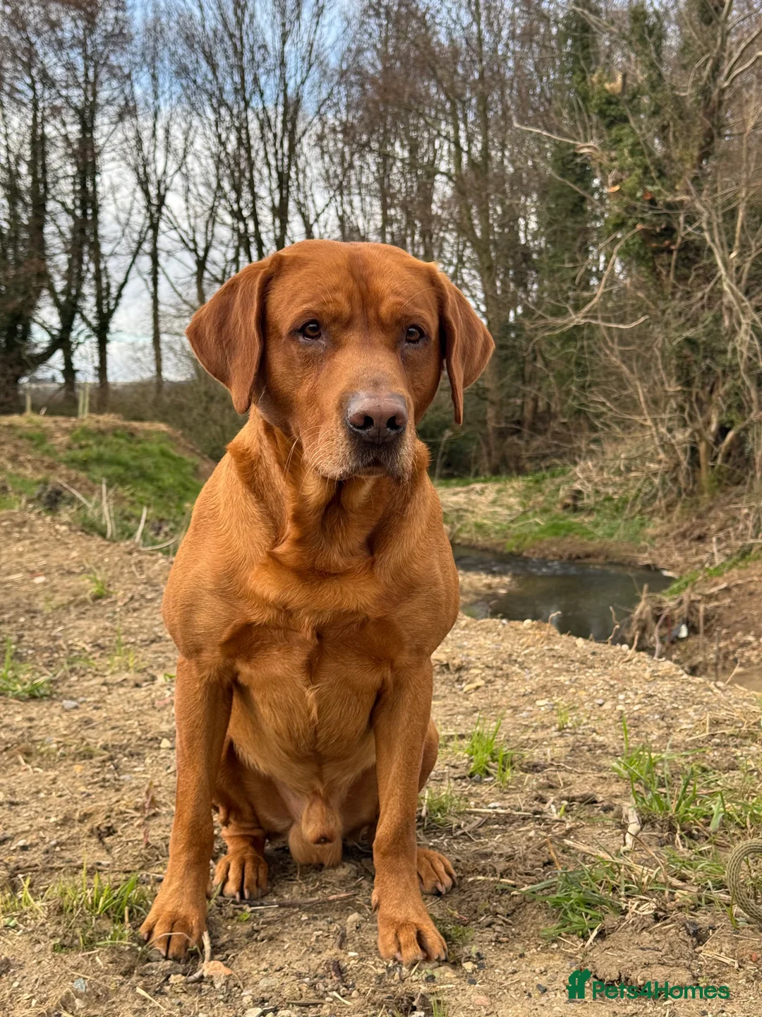 Labrador Retriever dogs for stud: PROVEN & FULLY HEALTH TESTED KC Dark Fox Red Stud  in York - Advert 10