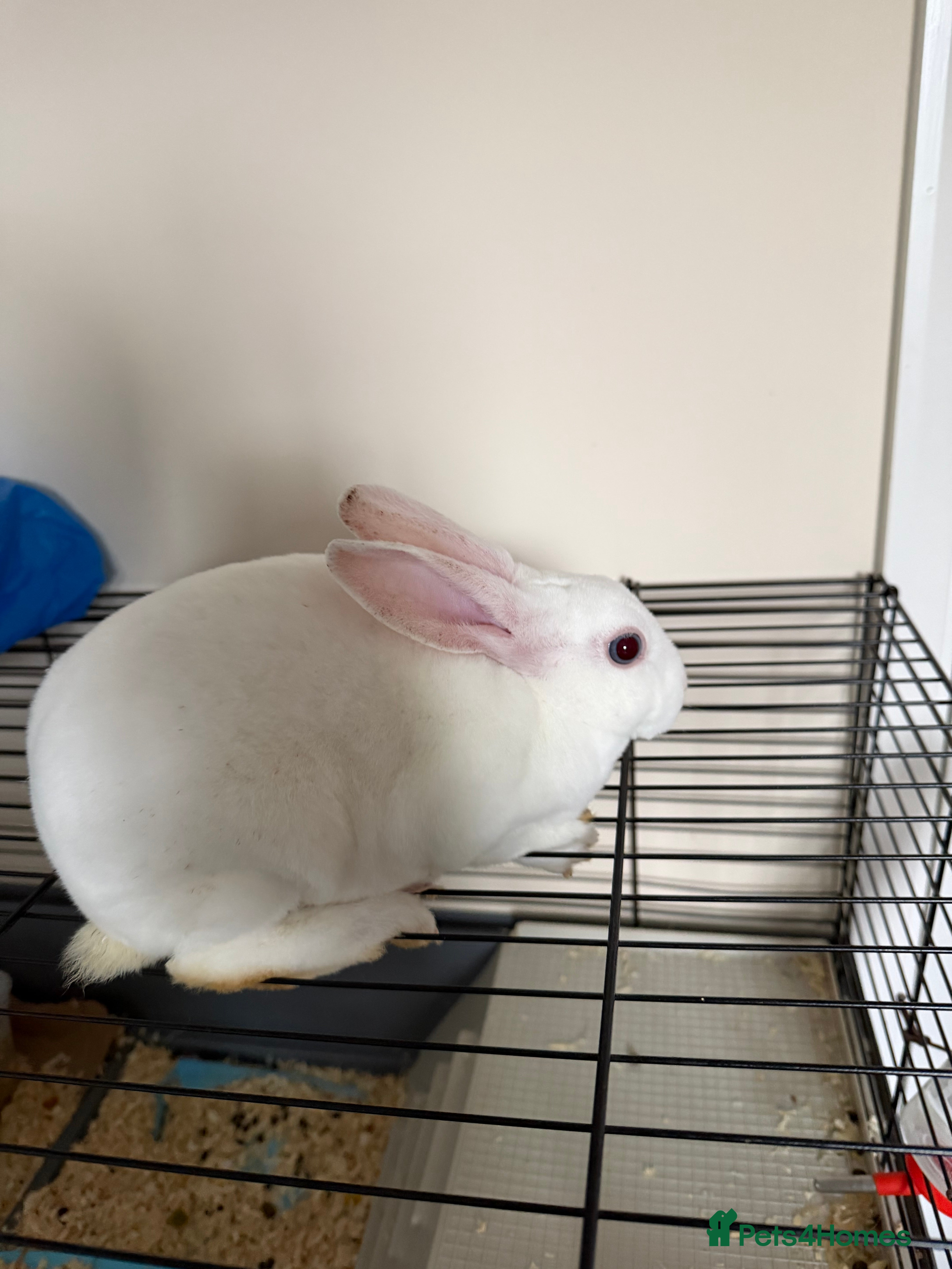Rex rabbits 3-Month-Old Female Rabbit – Ready for a New Home - Advert 1