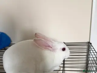 Rex rabbits 3-Month-Old Female Rabbit – Ready for a New Home - Advert 1