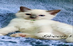 Ragdoll cats for sale: Outstanding TICA reg Kittens – Champion Bloodlines - Image 6