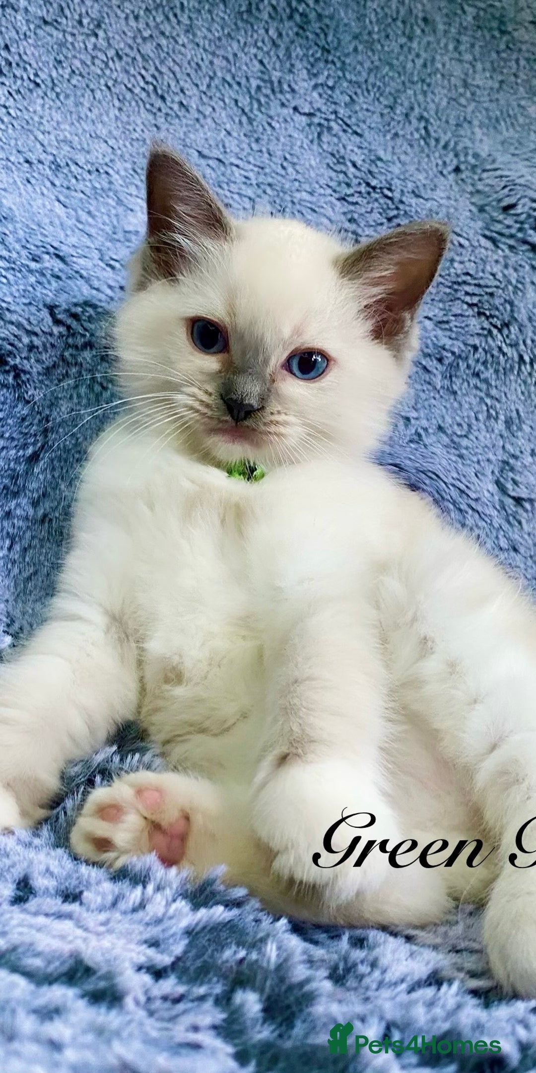 Ragdoll cats for sale: Outstanding TICA reg Kittens – Champion Bloodlines - Image 6