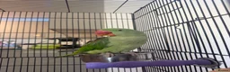 Parrots birds for sale: Very sweet Alexandrine female parrot in Watford - Advert 5