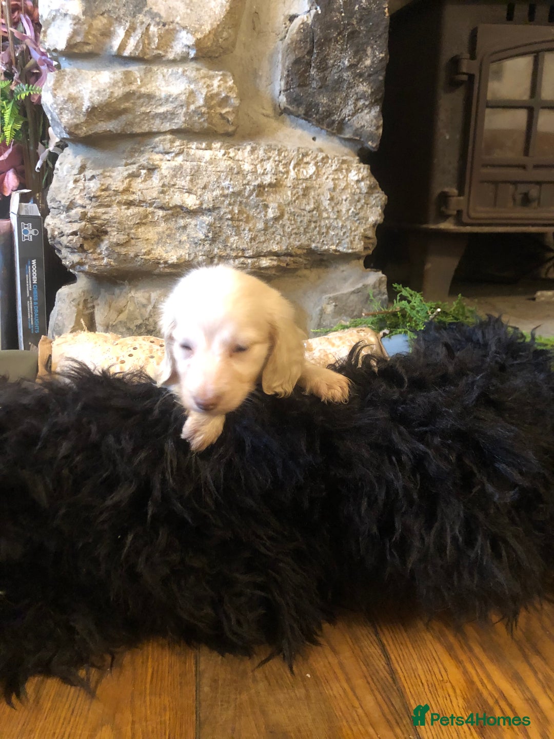 Miniature Dachshund dogs for sale: KC English Cream miniature dachshund  - Advert 12