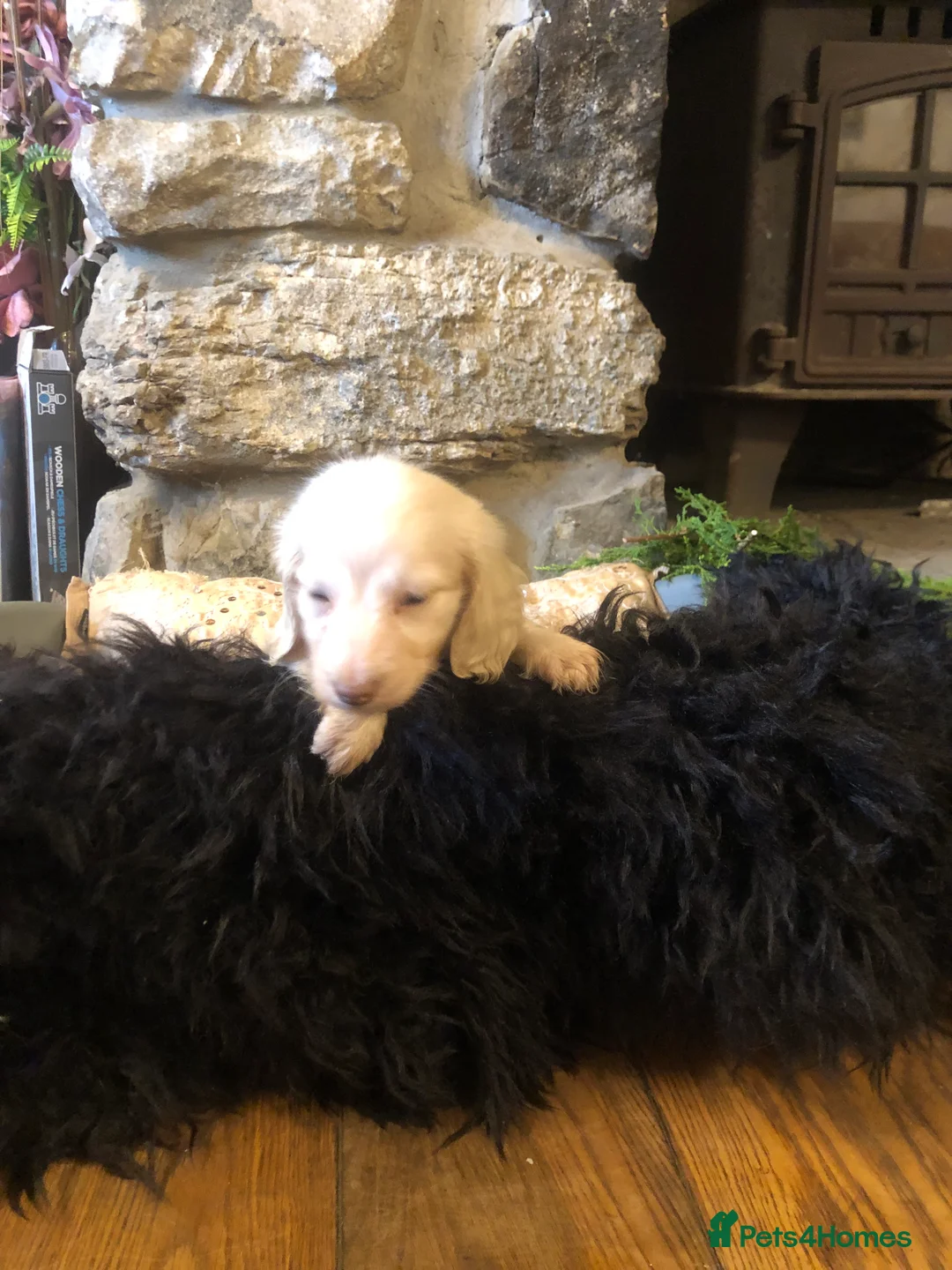 Miniature Dachshund dogs for sale: KC English Cream miniature dachshund  - Advert 12