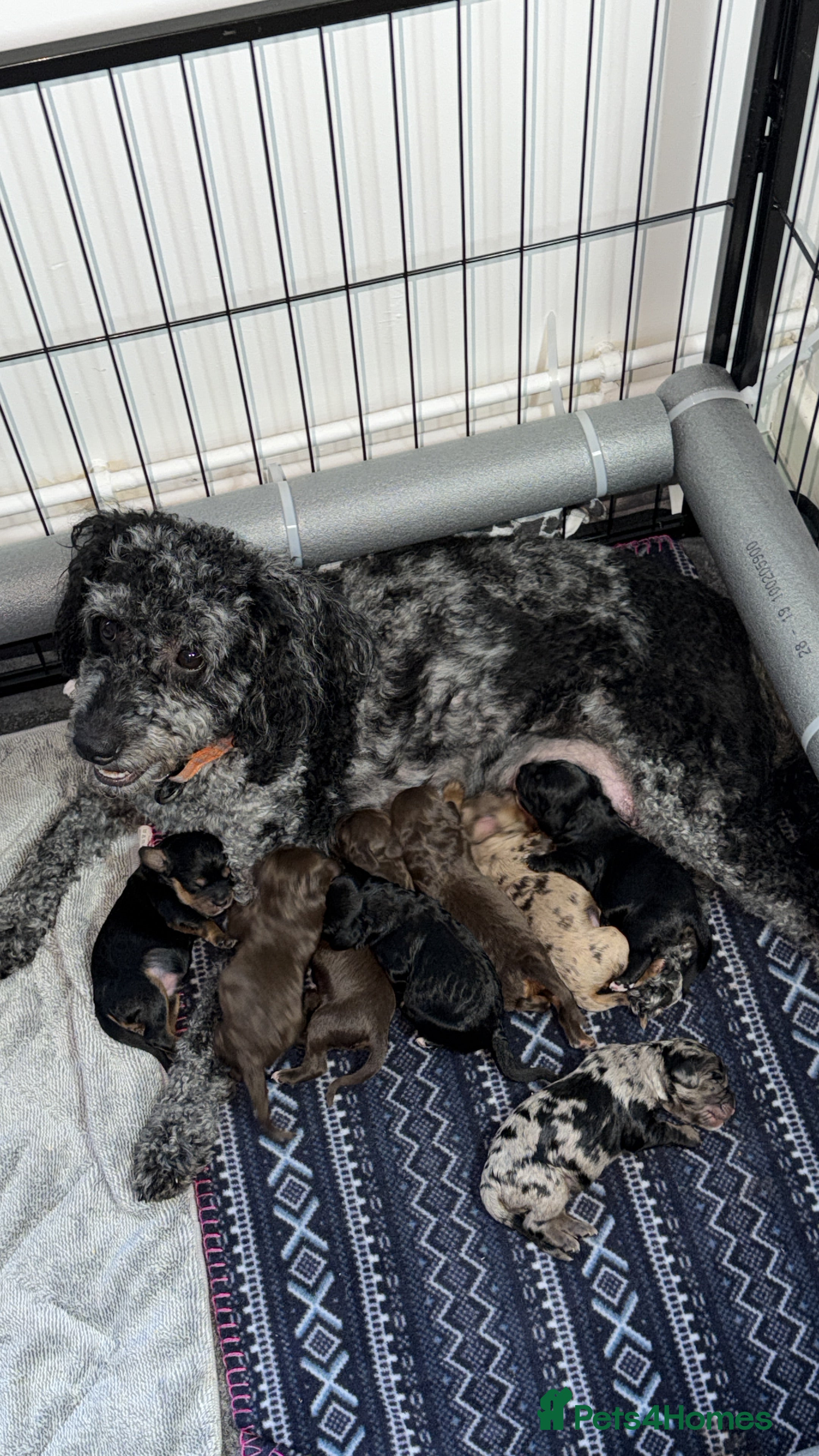 Cavapoochon dogs Beautiful health tested Cavapoo puppies - Advert 2