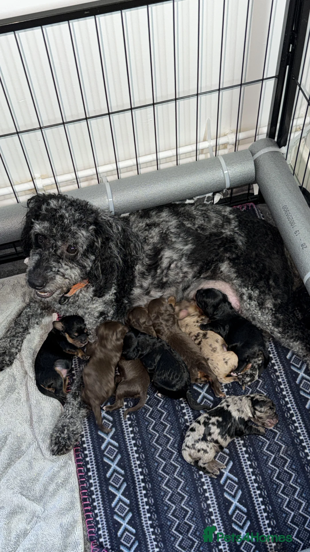 Cavapoochon dogs for sale: Beautiful health tested Cavapoo puppies - Advert 2