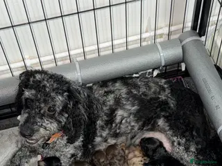 Cavapoochon dogs Beautiful health tested Cavapoo puppies - Advert 2