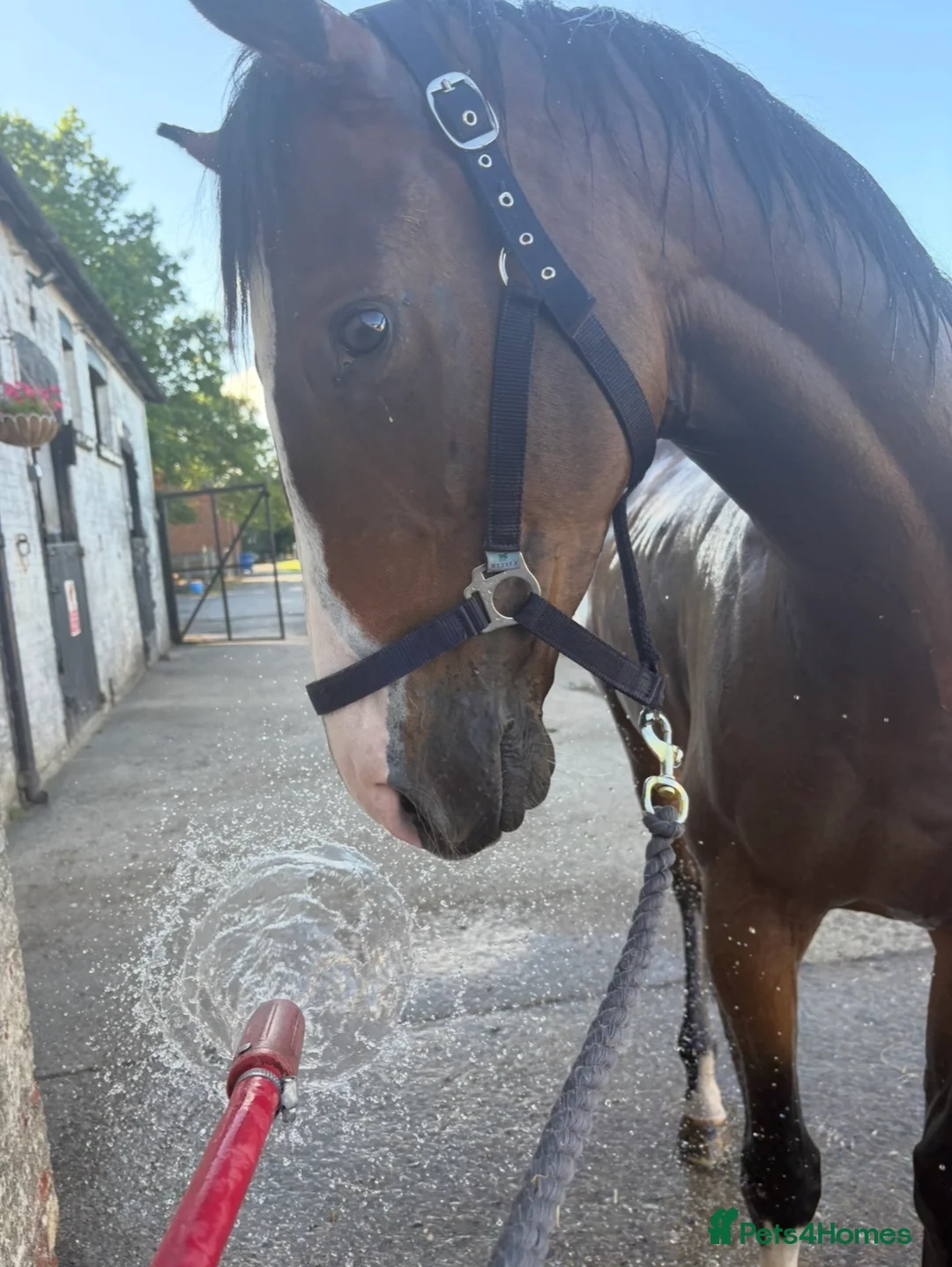 Irish Thoroughbred horses for sale: Beautiful rising 4 year old  - Advert 5