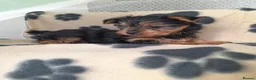 Yorkshire Terrier dogs for sale: Miniature Yorkshire Terrier Pups - Advert 2