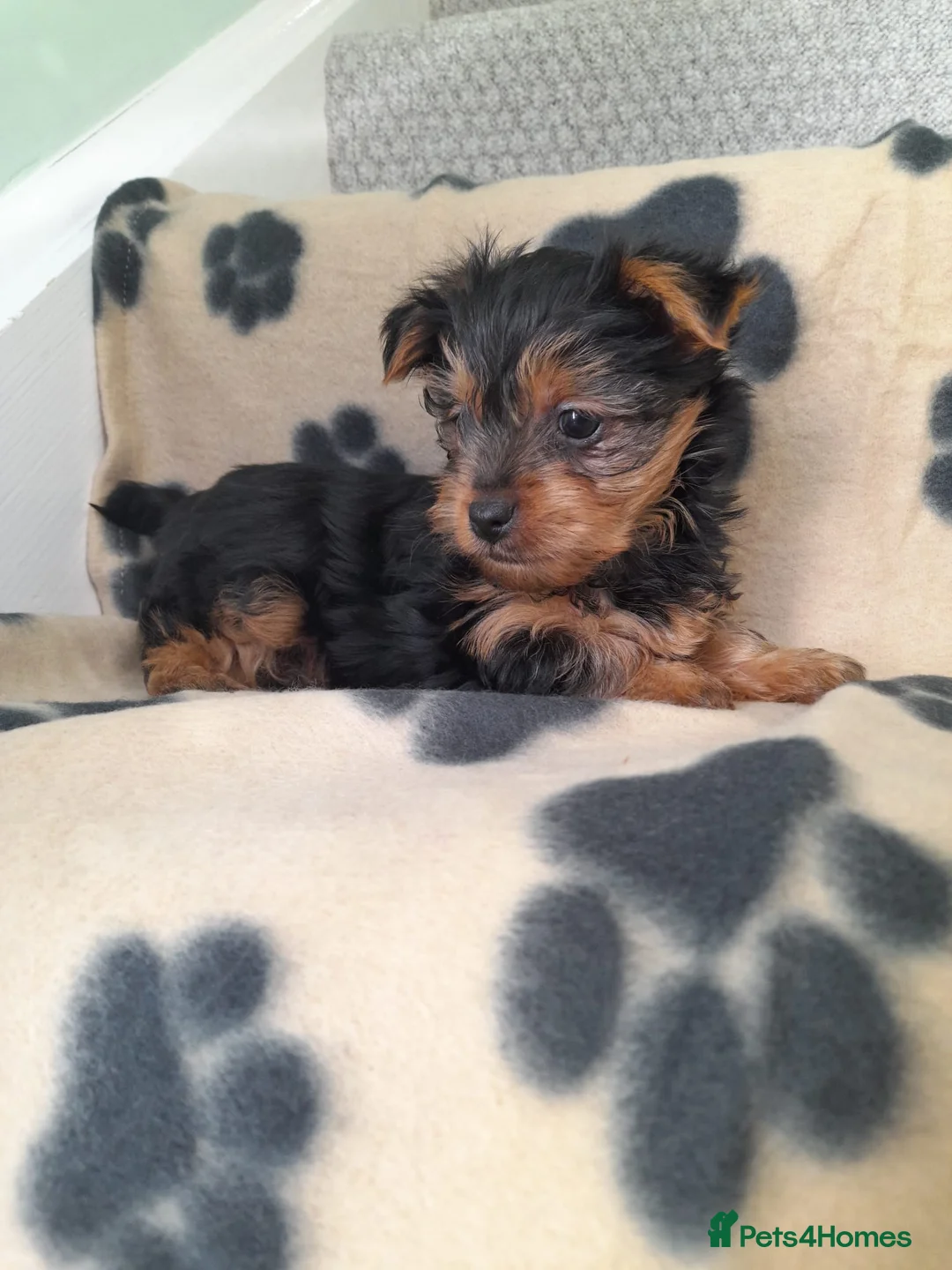 Yorkshire Terrier dogs for sale: Miniature Yorkshire Terrier Pups - Advert 2