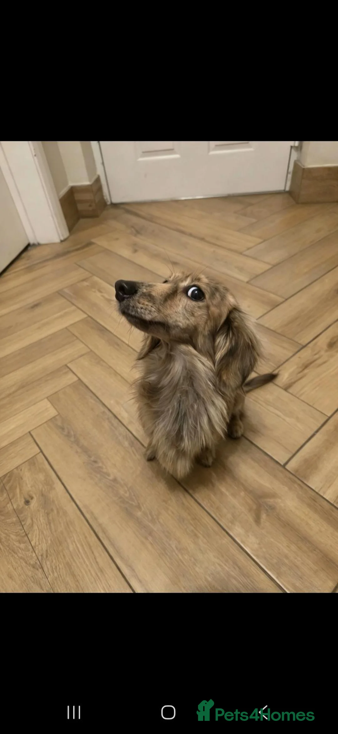 Miniature Dachshund dogs for stud: STUNNING UNIQUE CREAM BRINDLE STUD BOY - Advert 3