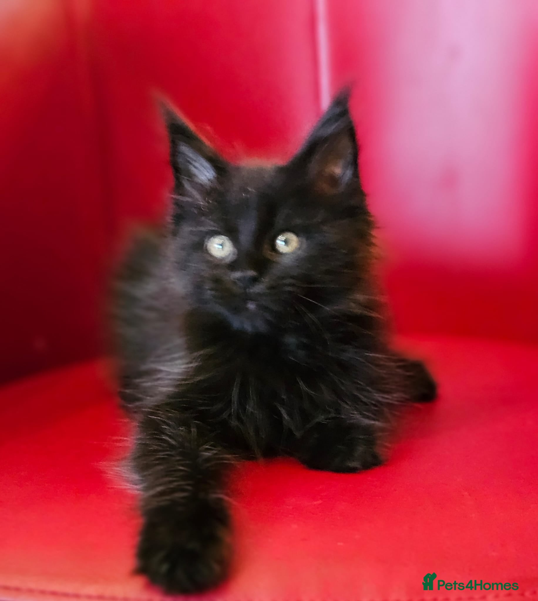 Maine Coon cats Beautiful Maine Coons kittens - Advert 2