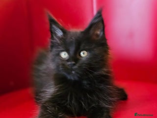 Maine Coon cats Beautiful Maine Coons kittens - Advert 2