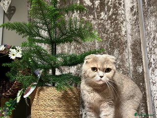 Scottish Fold cats Scottish Fold male kitten - Advert 11