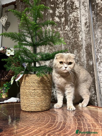 Scottish Fold cats Scottish Fold male kitten - Advert 1