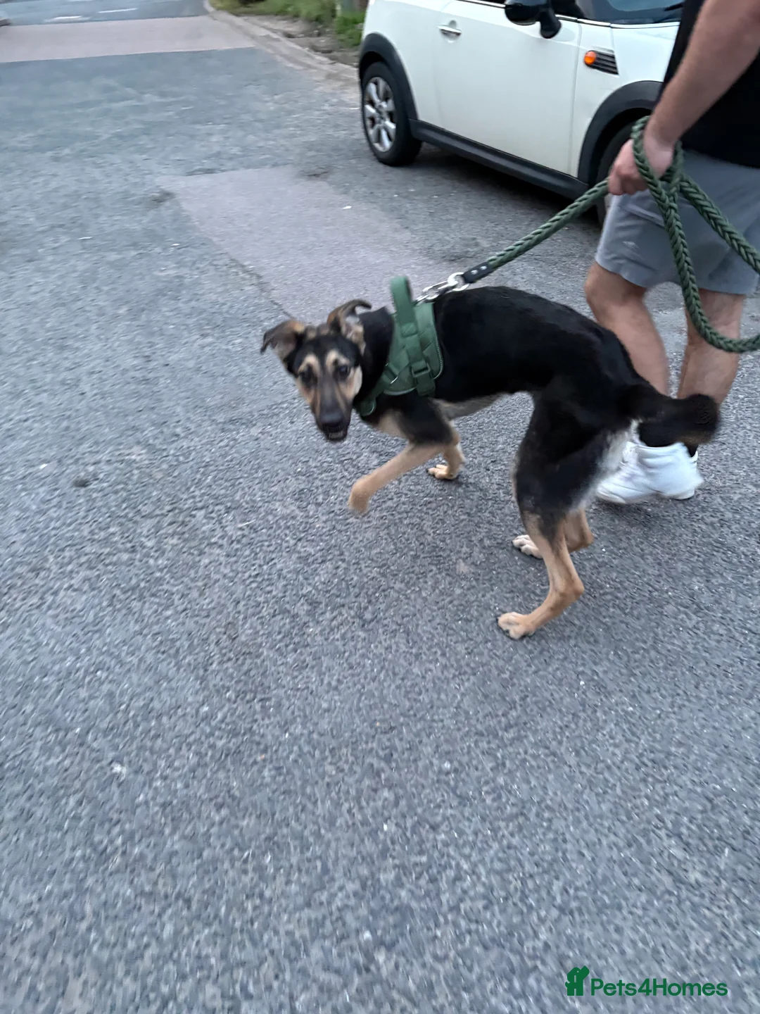 Mixed Breed dogs for sale: Male German Shepard Cross  - Advert 3