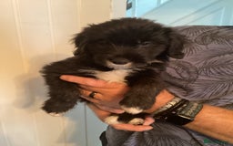 Mixed Breed dogs for sale: Cockerpoo x bordercollie puppies - Image 3