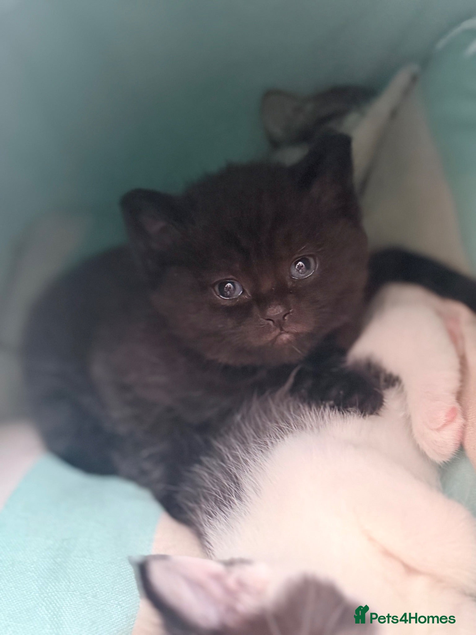 Mixed Breed cats British shorthair cross kittens - Advert 3