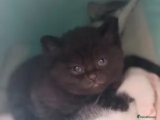 Mixed Breed cats British shorthair cross kittens - Advert 3
