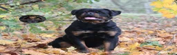 Rottweiler dogs for stud: Top KC Registered Rottweiler Stud Simba - Advert 17