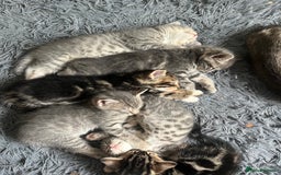 Bengal cats for sale: Gemini grey beauties - Image 1