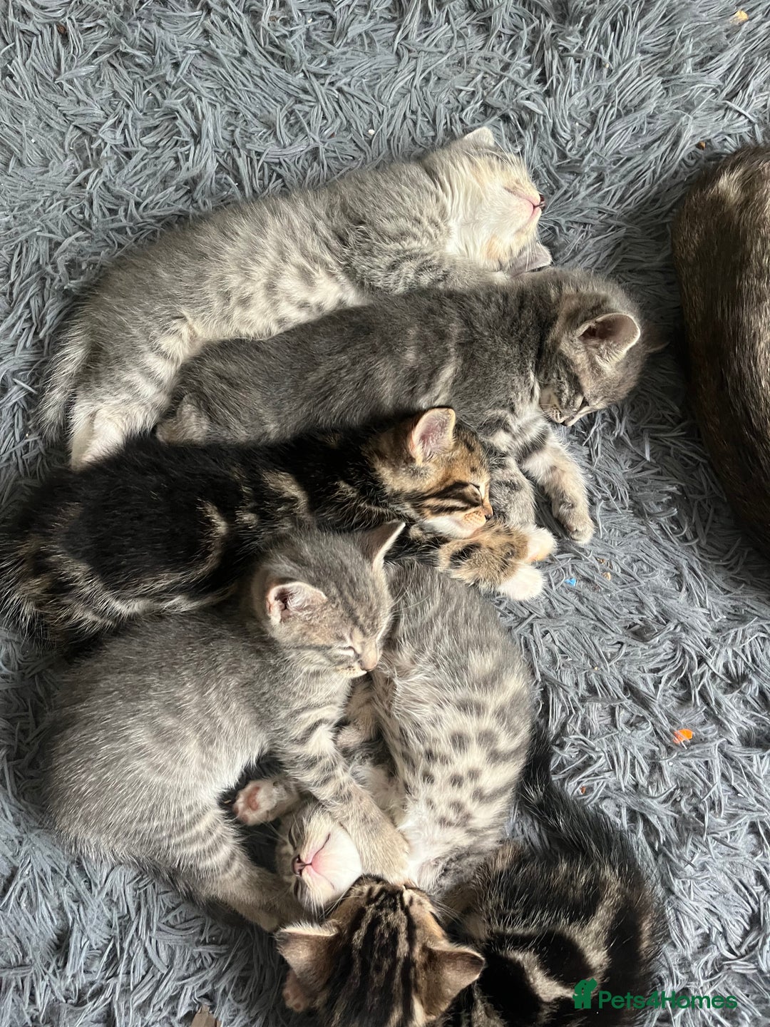 Bengal cats for sale: Gemini grey beauties - Image 1