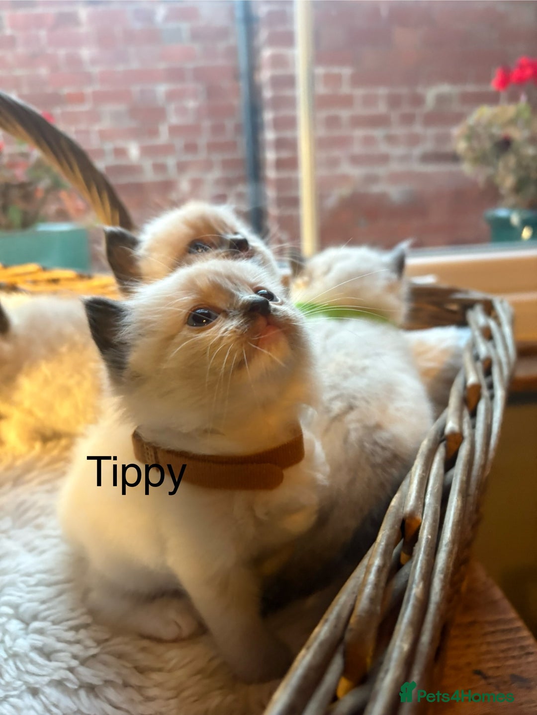 Ragdoll cats for sale: TICA Pedigree Ragdolls 💎✨ - Image 8