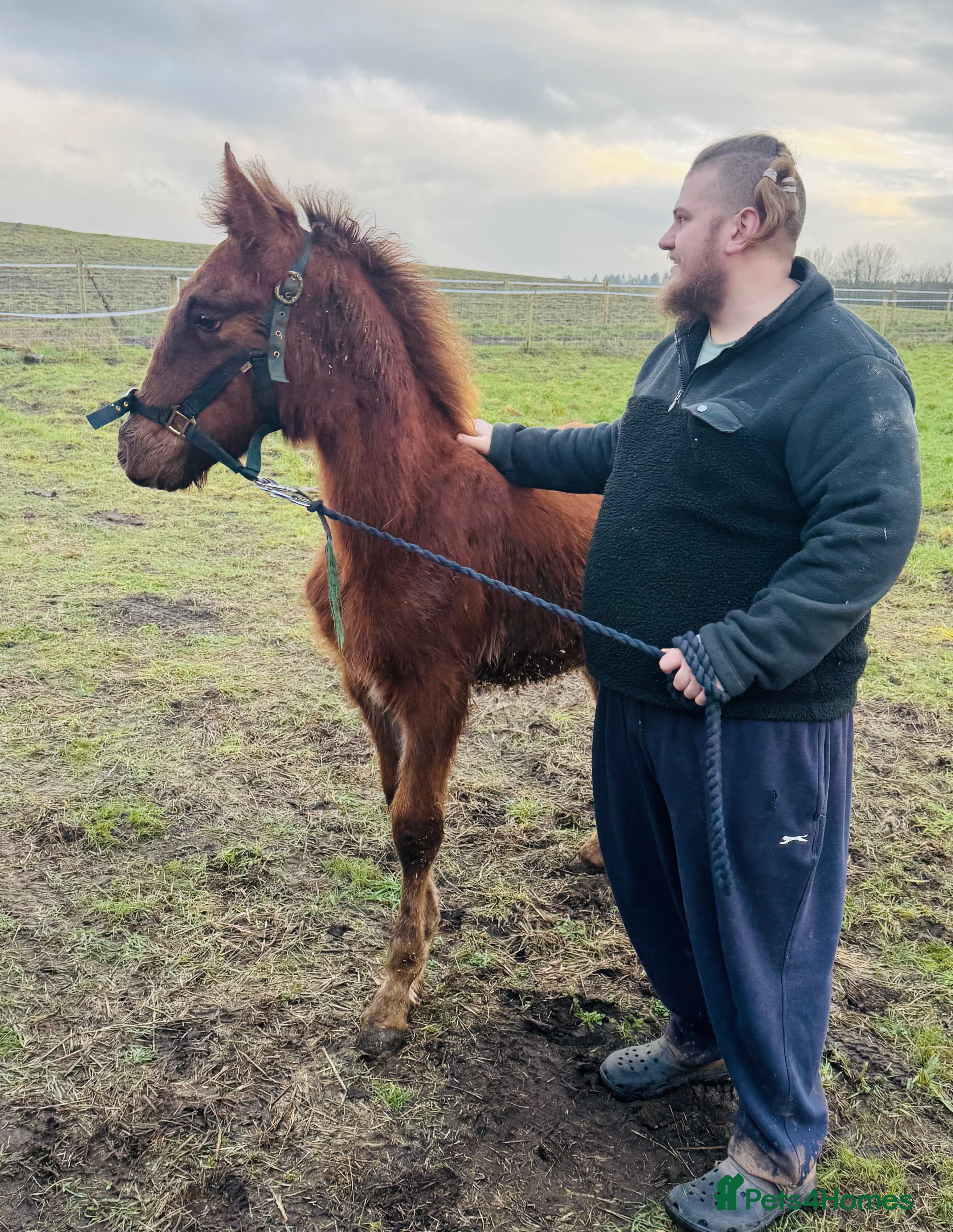 Mixed Breed dogs Hshehdbxhejdbdbd dhdhdbdhhdbdndjjdbdbdhdhdhhdhdhhd - Advert 4