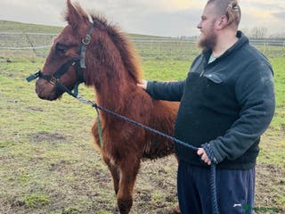 Mixed Breed dogs Hshehdbxhejdbdbd dhdhdbdhhdbdndjjdbdbdhdhdhhdhdhhd - Advert 4