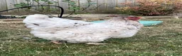 Geese poultry for sale: Male goose  - Advert 8