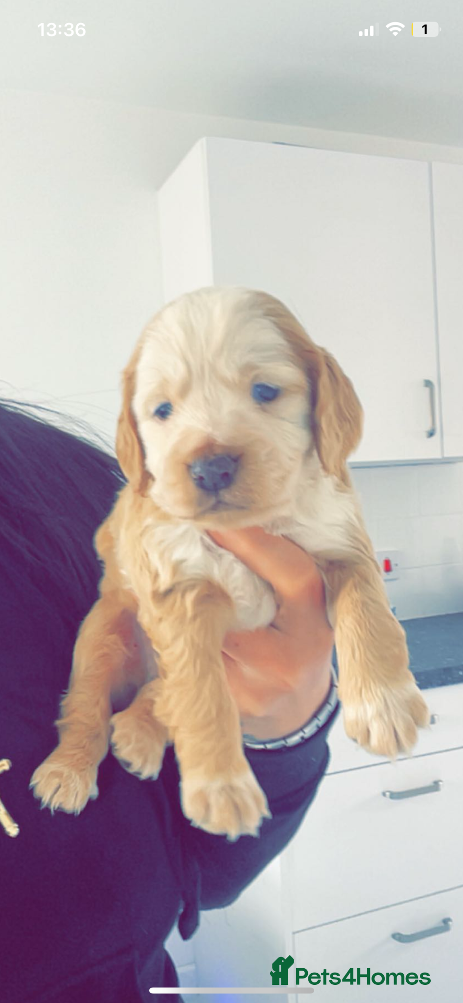 Cocker Spaniel Puppy 2