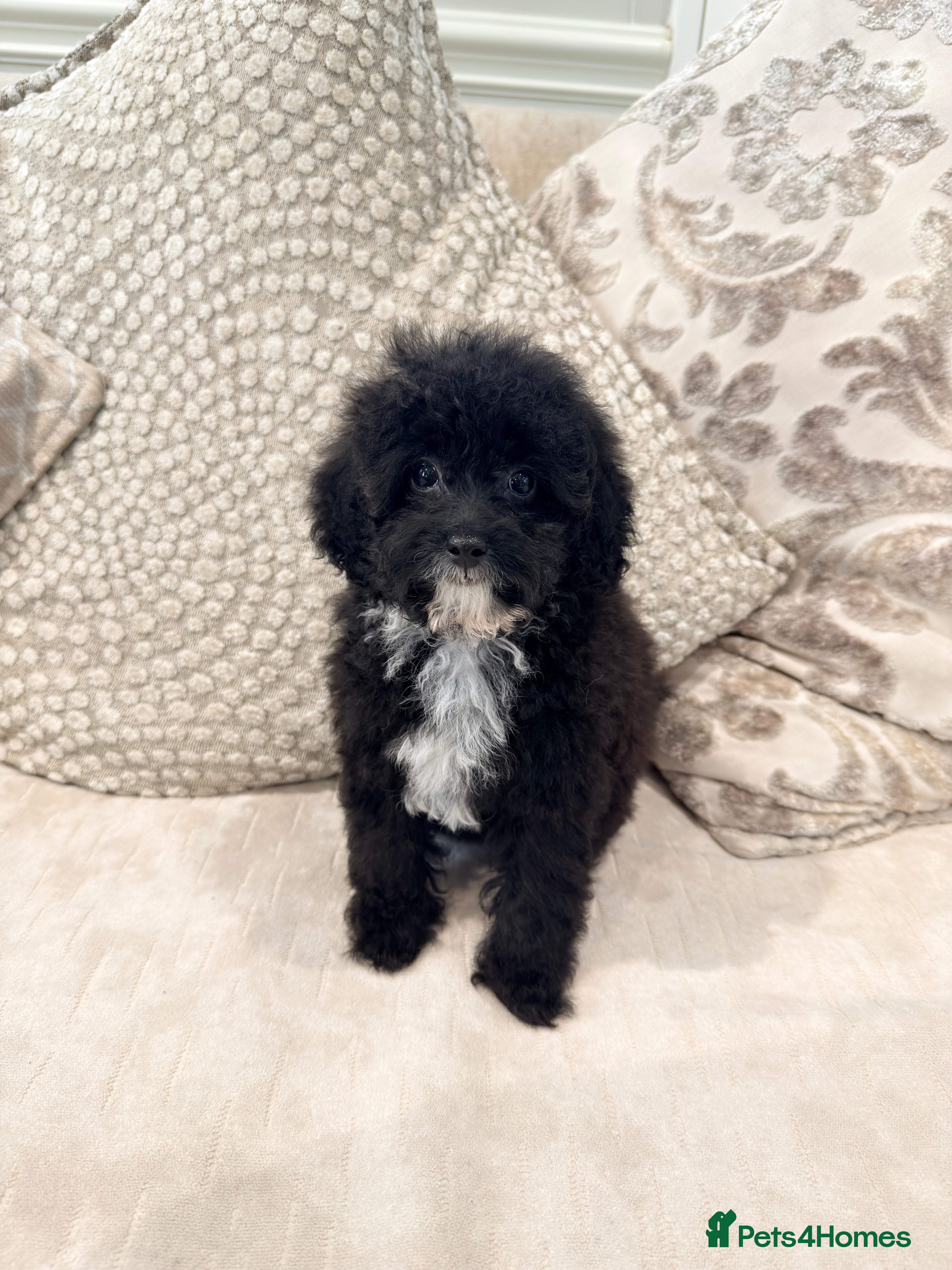 Toy Poodle dogs Kc Tiny toy poodle girl DNA 🧬 clear  - Advert 14