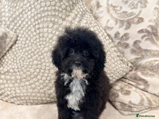 Toy Poodle dogs Kc Tiny toy poodle girl DNA 🧬 clear - Advert 14