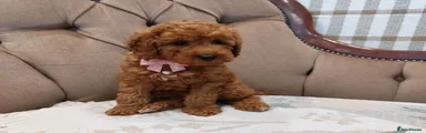 Cavapoo 2