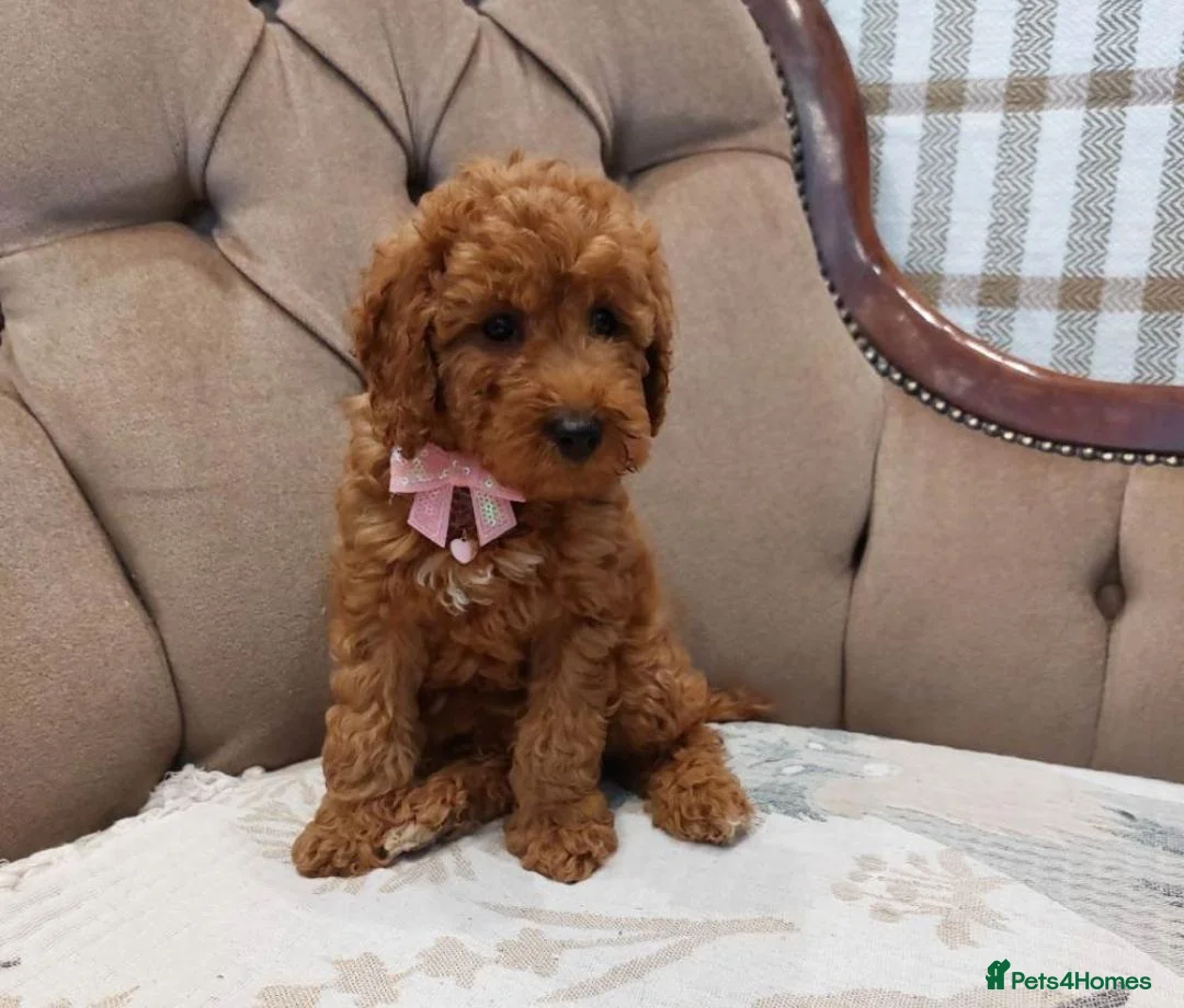 Cavapoo dogs for sale: Gorgeous Cavapoo Girls Available  in Manchester - Advert 3
