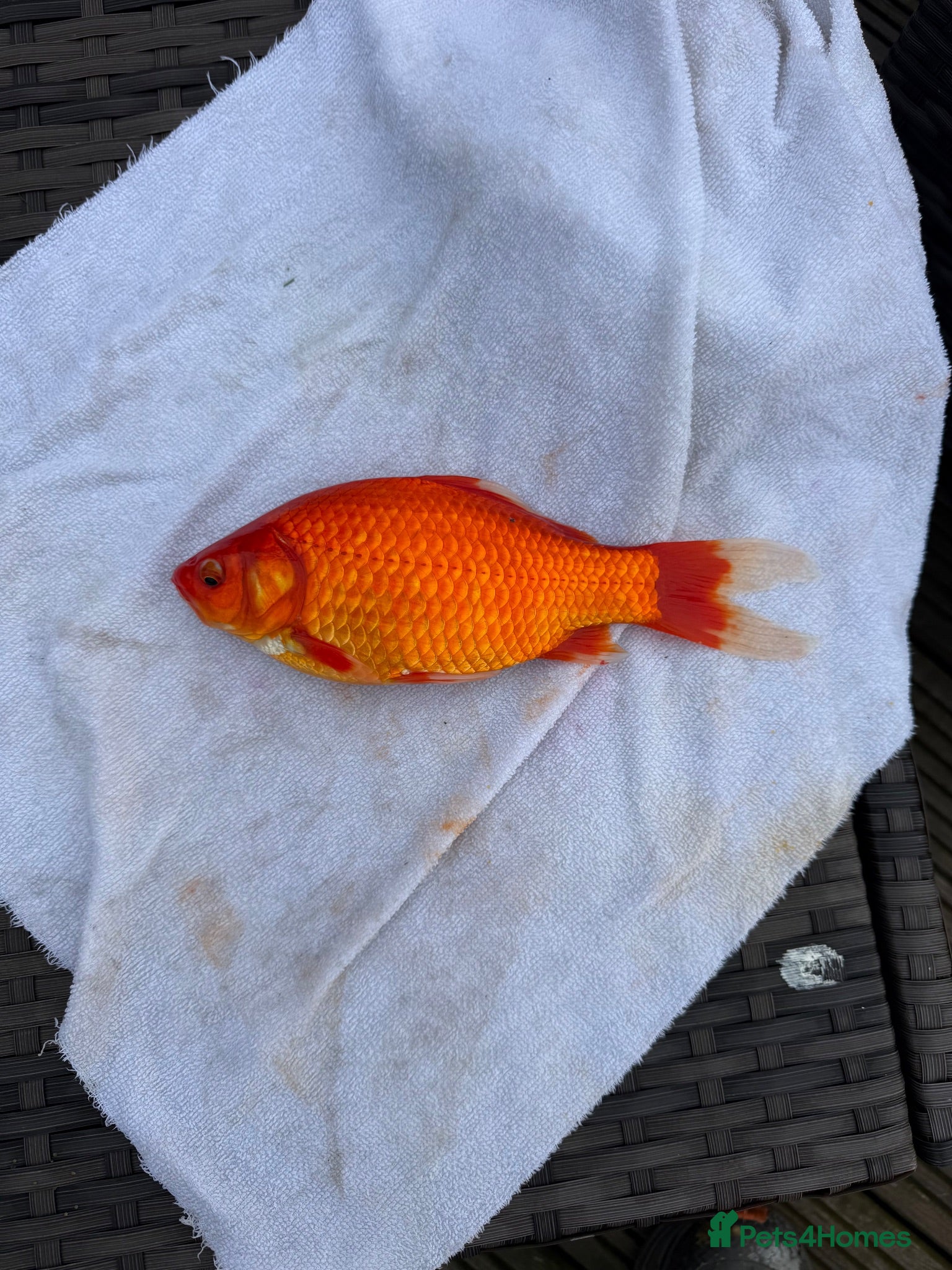 Goldfish fish Large mix of gold fish  - Advert 2