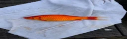 Goldfish fish for sale: Large mix of gold fish  - Advert 2
