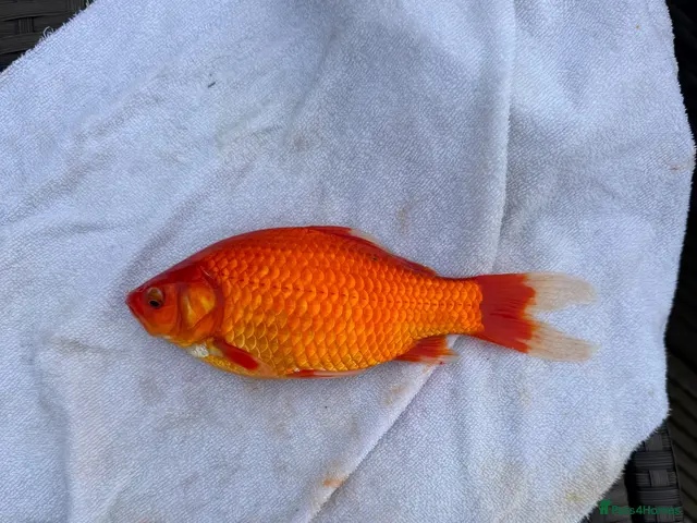 Goldfish fish Large mix of gold fish - Advert 2