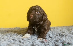 Lagotto Romagnolo dogs for sale: Lagotto Romagnolo Puppies - Pedigree KC Litter - Image 6