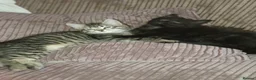 Mixed Breed cats for sale: Kittens in Huddersfield - Advert 9