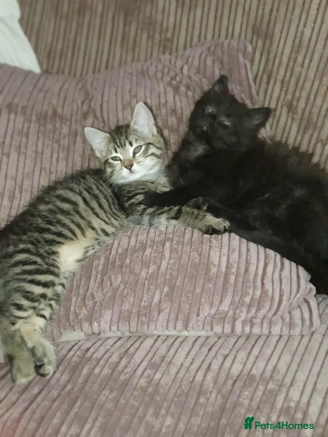 Mixed Breed cats for sale: Kittens in Huddersfield - Advert 9